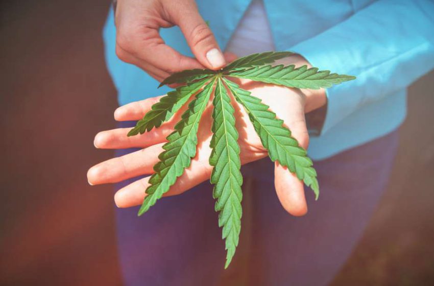  Investidores holandeses pretendem financiar pesquisas de cannabis medicinal para tratamento de epilepsia 