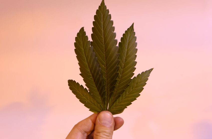  Embrapa fecha acordo sigiloso com startup de cannabis