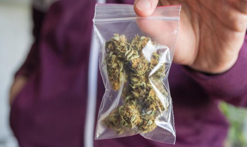  UFRGS irá encaminhar pedido de cannabis apreendida à Justiça Federal 