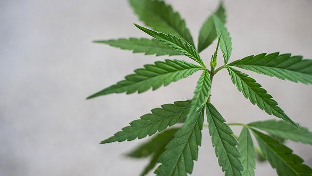  “Direito à vida deve prevalecer”, diz TJ-SP ao permitir o cultivo de cannabis à paciente