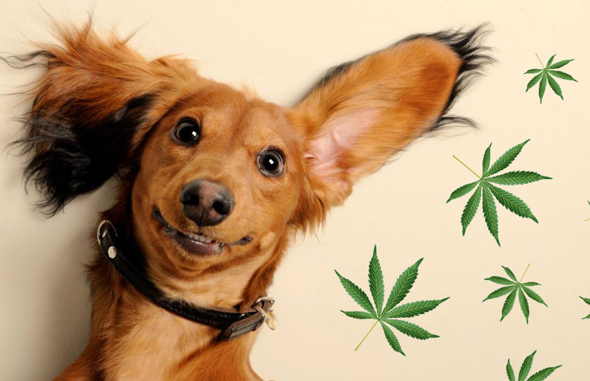 Projeto de Lei visa regular o uso veterinário da cannabis
