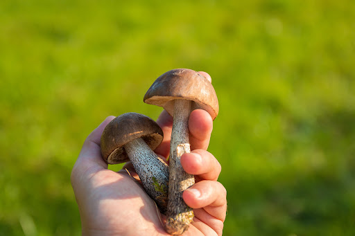  O avanço dos cogumelos mágicos e sua permanência no corpo humano 