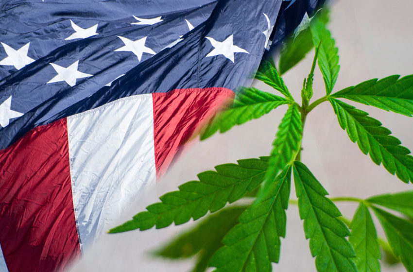  Legalização da cannabis pode se tornar realidade em estados americanos em 2022