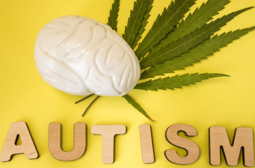  Estudo sobre cannabis e autismo têm resultados promissores