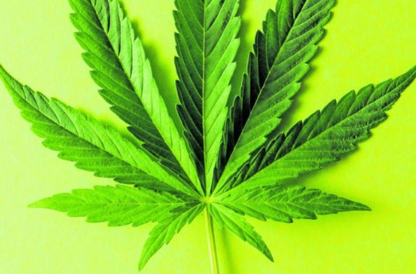  Primeira Licença de Cultivo de Cannabis para uso adulto é emitida no México