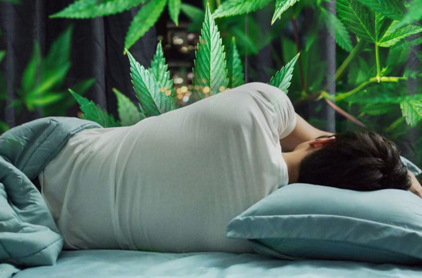  Uso de cannabis frequente pode desregular o sono, segundo estudo