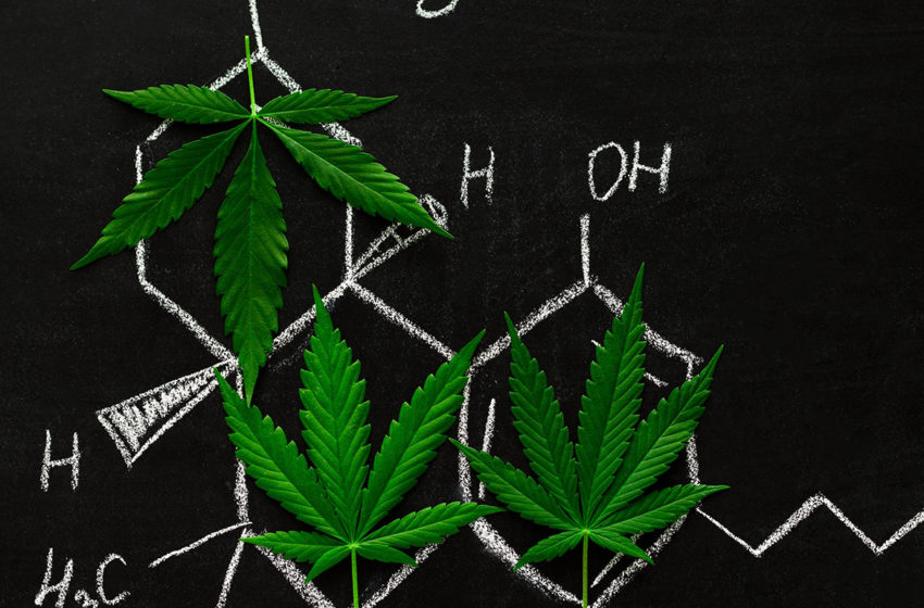 VII edição do curso de cannabis da Unifesp está com inscrições abertas