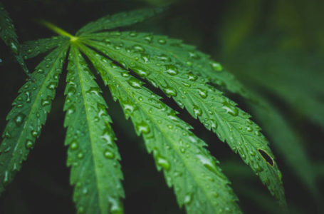 Marijuana in rain. Legalize it.