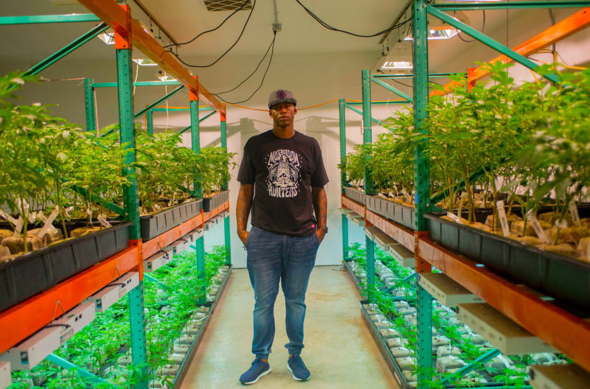  Al Harrington pretende criar 100 milionários negros de cannabis