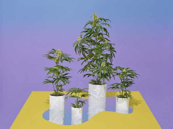  O solo da cannabis pode ser reutilizado?