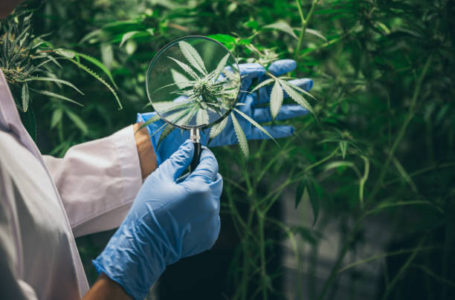 The production of herbal medicines from marijuana in Medical experiment