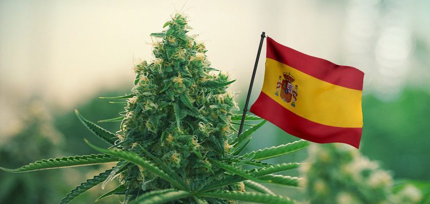  Espanha pode regularizar o uso medicinal da cannabis ainda este mês