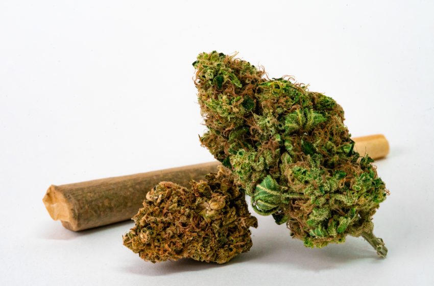  Relatório da ONU destaca um aumento do consumo de cannabis