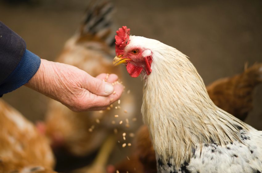  A cannabis pode ser a principal alternativa na criação de galinhas