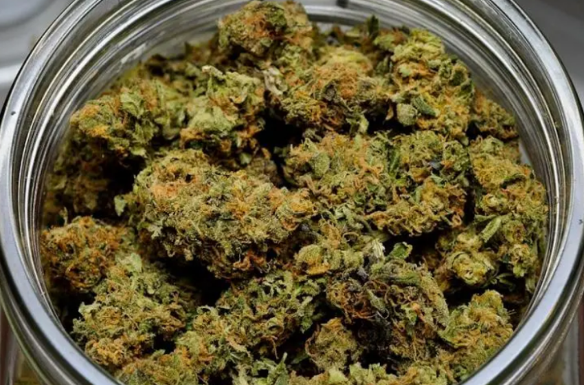 Classificações de maconha podem enganar consumidores