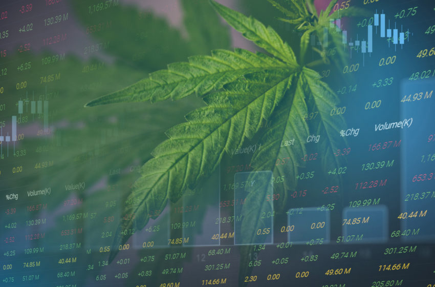  Como os dados podem ajudar no desenvolvimento do mercado da cannabis?