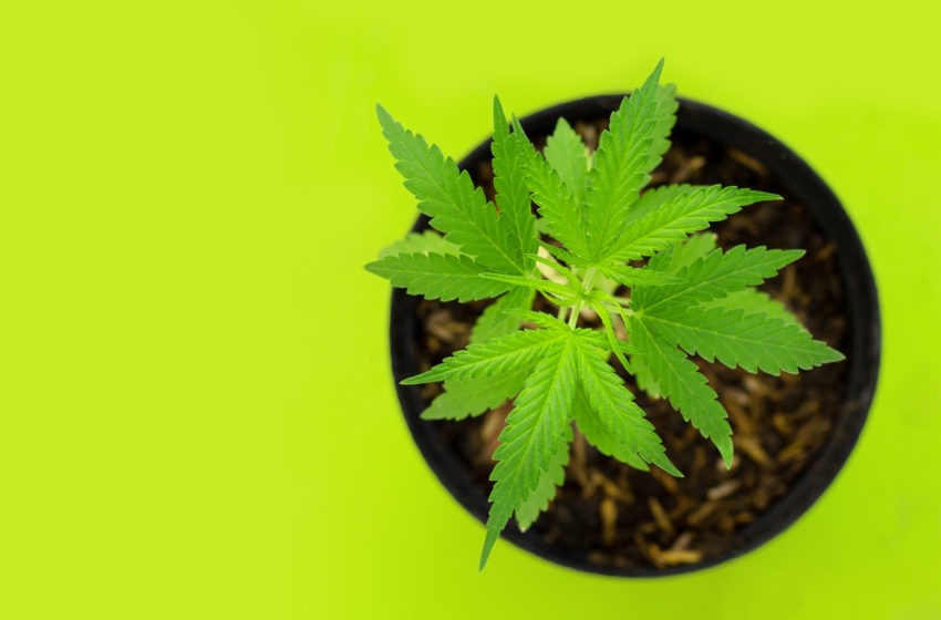  Projeto de lei quer liberar o cultivo de cannabis no DF