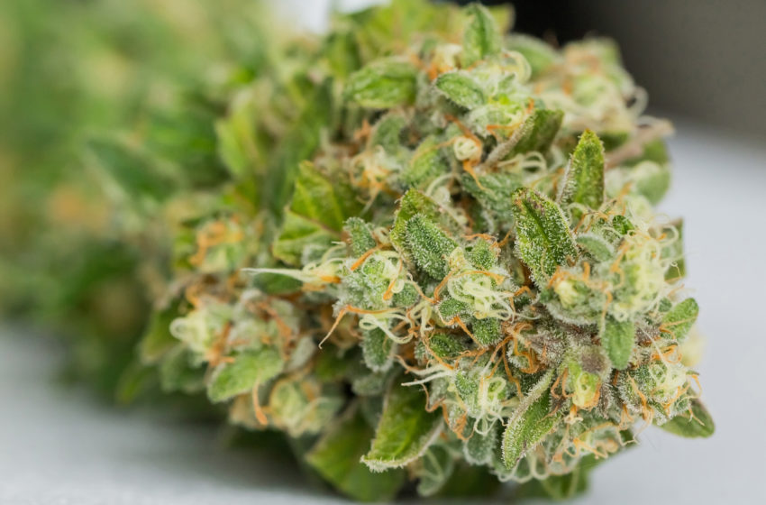 Anvisa atualiza a importação de cannabis que pode tornar os produtos mais baratos. Entenda
