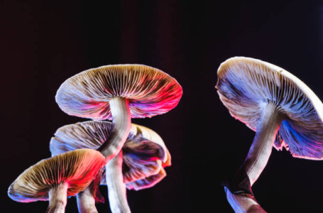 The Mexican magic mushroom is a psilocybe cubensis, a specie of psychedelic mushroom whose main active elements are psilocybin and psilocin – Mexican Psilocybe Cubensis. An adult mushroom raining spores. red and blue color. horizontal orientation