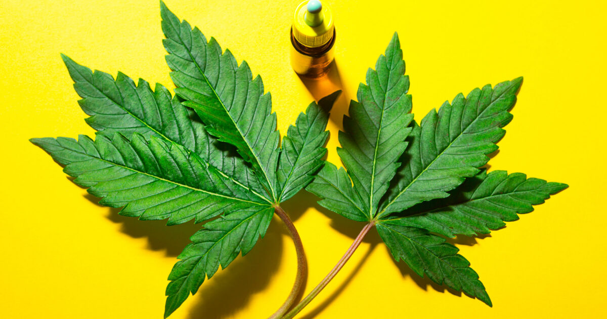 Posso fumar maconha e usar o óleo de CBD ao mesmo tempo?
