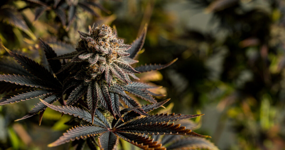 O que você sabe sobre flores de cannabis?