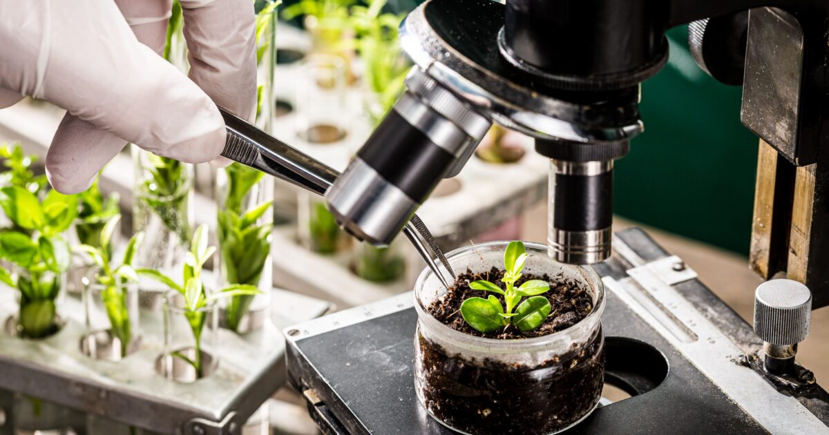 Produtos de cannabis: farmácia ou importação?