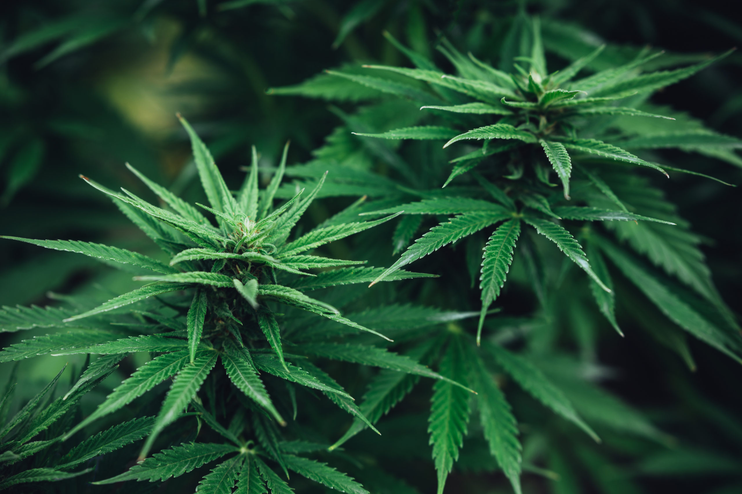 Argentina anuncia avanços na produção de cannabis
