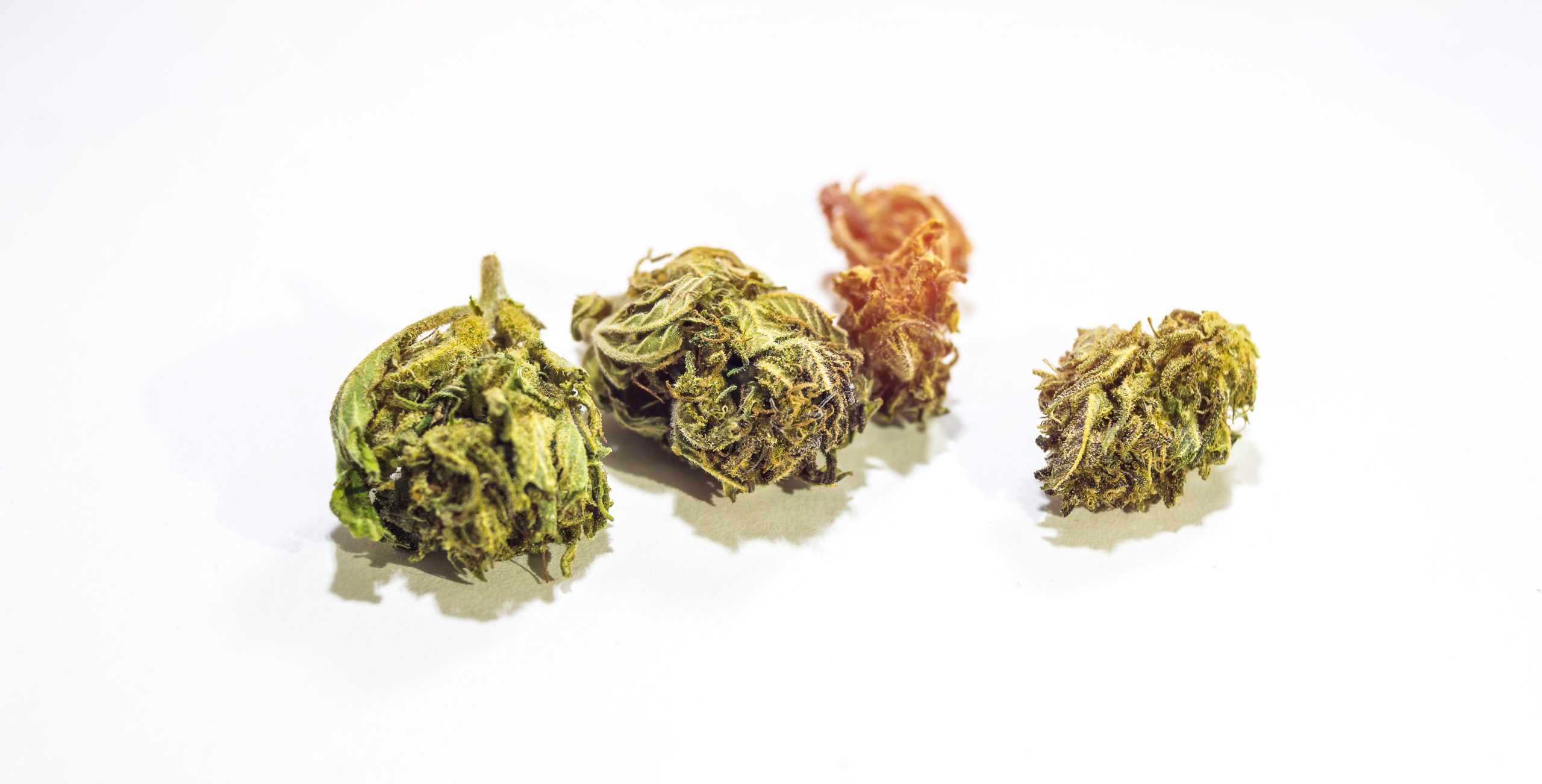 Proibição de flores medicinais: e a Cannect?