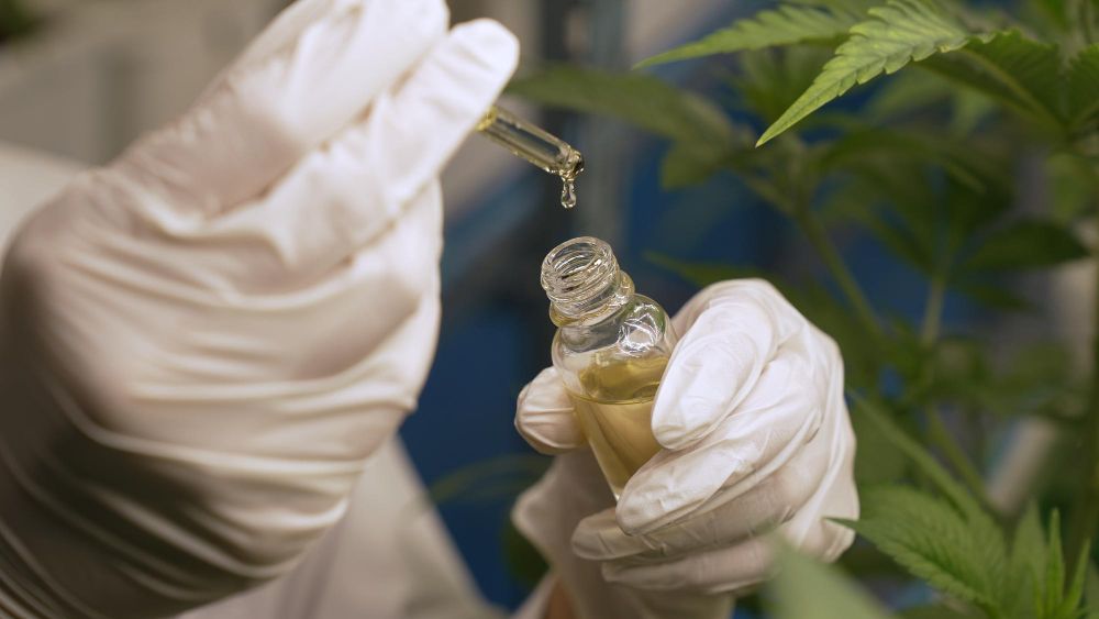 Como o óleo de cannabis é extraído?