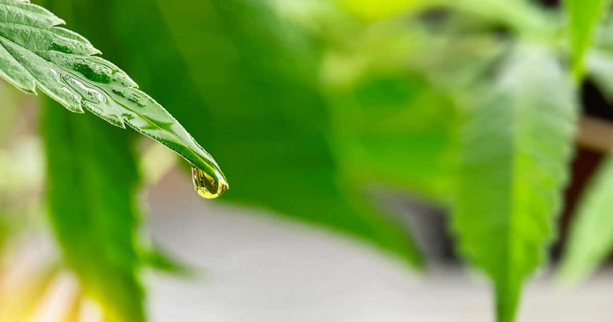 THC: o que é, efeitos e para que serve?