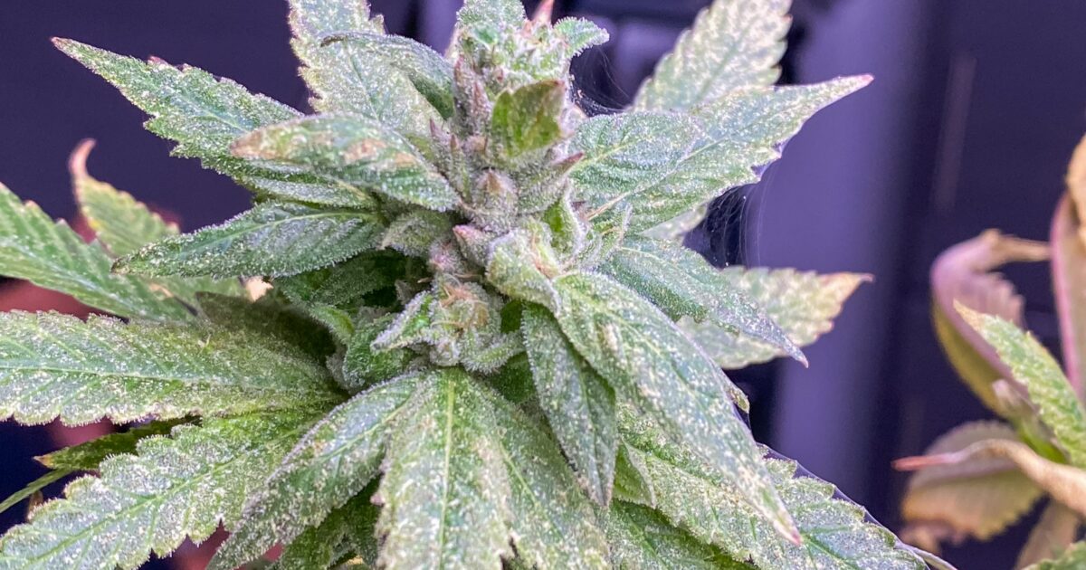 THCA: o que é e para que serve?