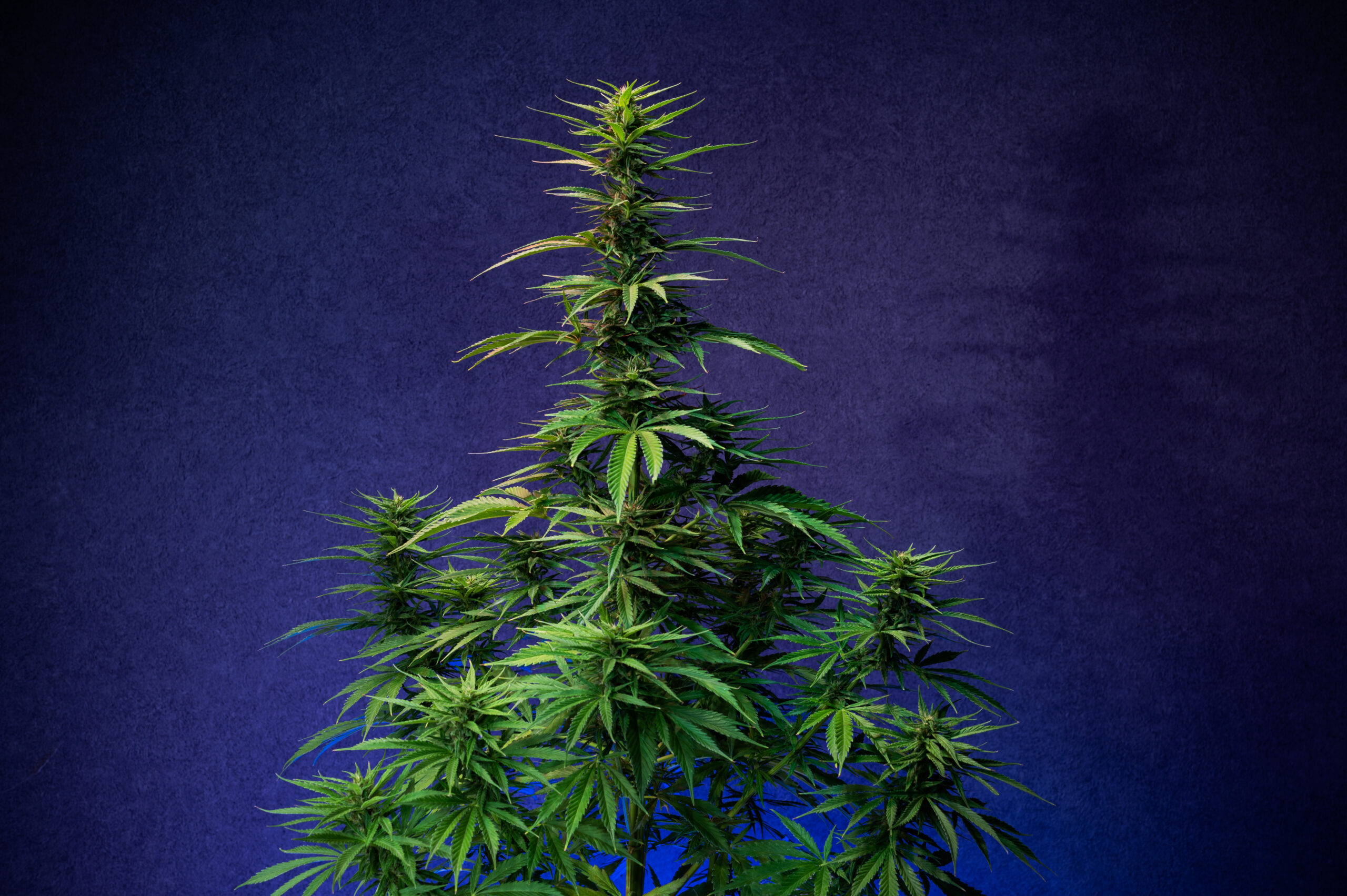 crescimento-exponencial-os-motores-do-aumento-de-pacientes-medicinais-de-cannabis-no-brasil-em-2023