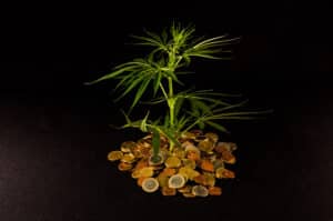 Uno CBD Gummies and Alzheimer's Disease Research