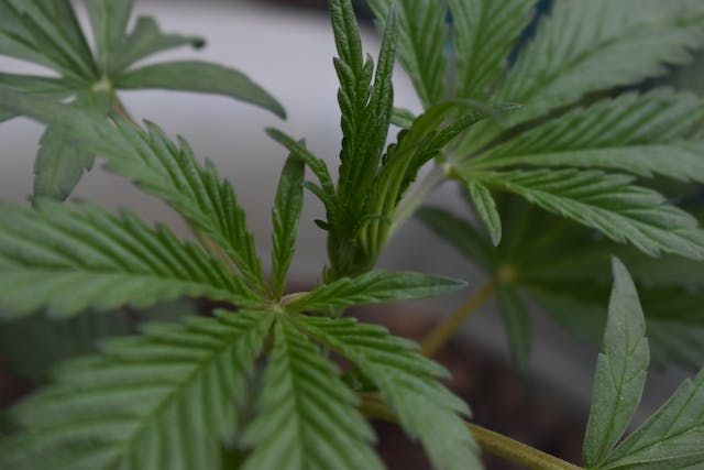 Quais são os tipos de cannabis?