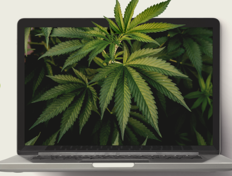 Cuidado coordenado será o assunto do primeiro webinar da Cannect de 2024