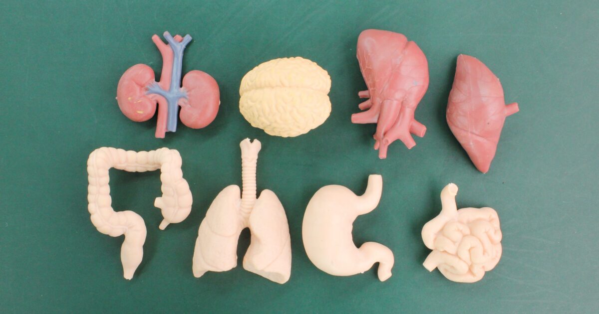 Sistema Endocanabinoide: o que é e como funciona?