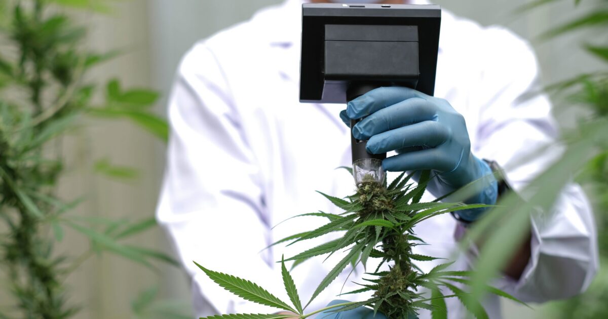 Como saber se os produtos de cannabis são de boa qualidade?