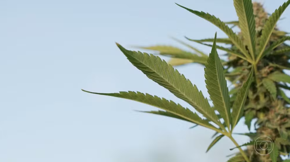 O que o Globo Repórter não falou sobre cannabis medicinal?