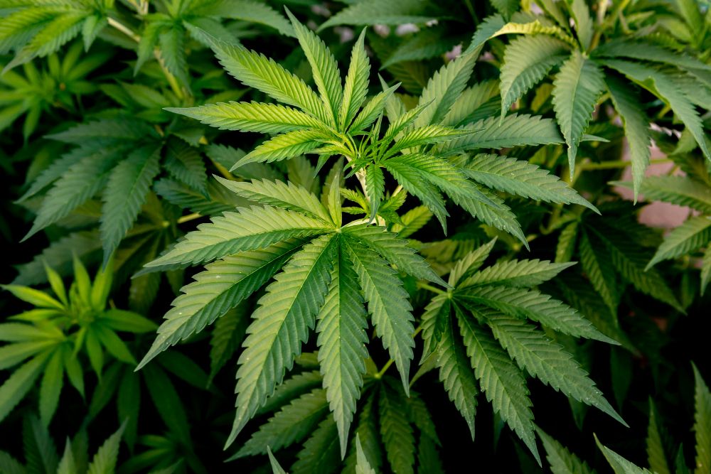 Cannabis: 10 fatos que você precisa conhecer