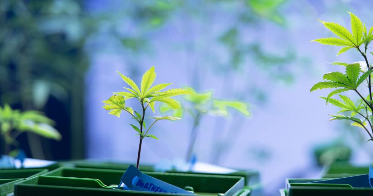 Habeas Corpus X autorização de cultivo: Quais as diferenças?