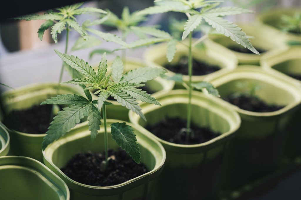 Conad recomenda a regulamentação do cultivo de cannabis Conad recomenda a regulamentação do cultivo de cannabis
