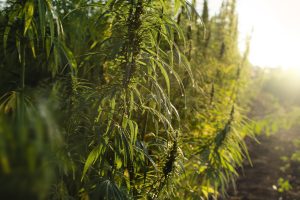 De onde vem o limite de 0,3% de THC no cânhamo