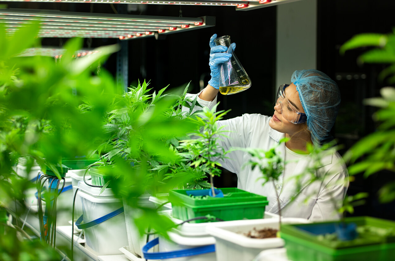 STJ mantém prazo de 6 meses para a regulamentação do cultivo de cannabis