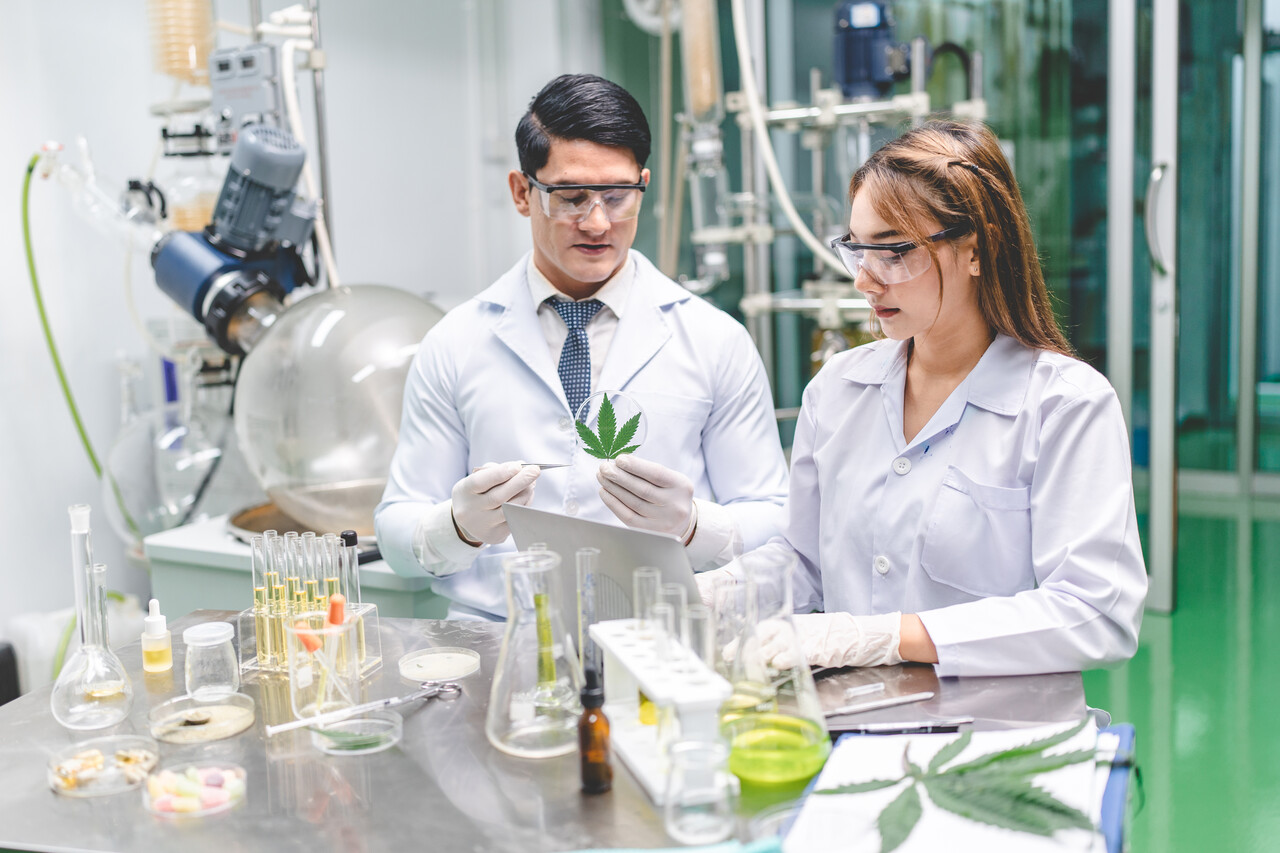 Cortes de Trump ameaçam estudos de cannabis
