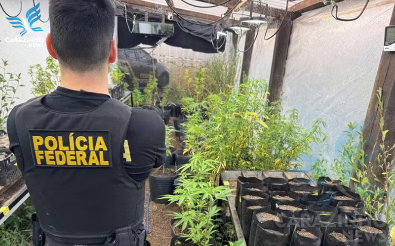 Operação da PF deixa 900 pacientes sem cannabis medicinal 