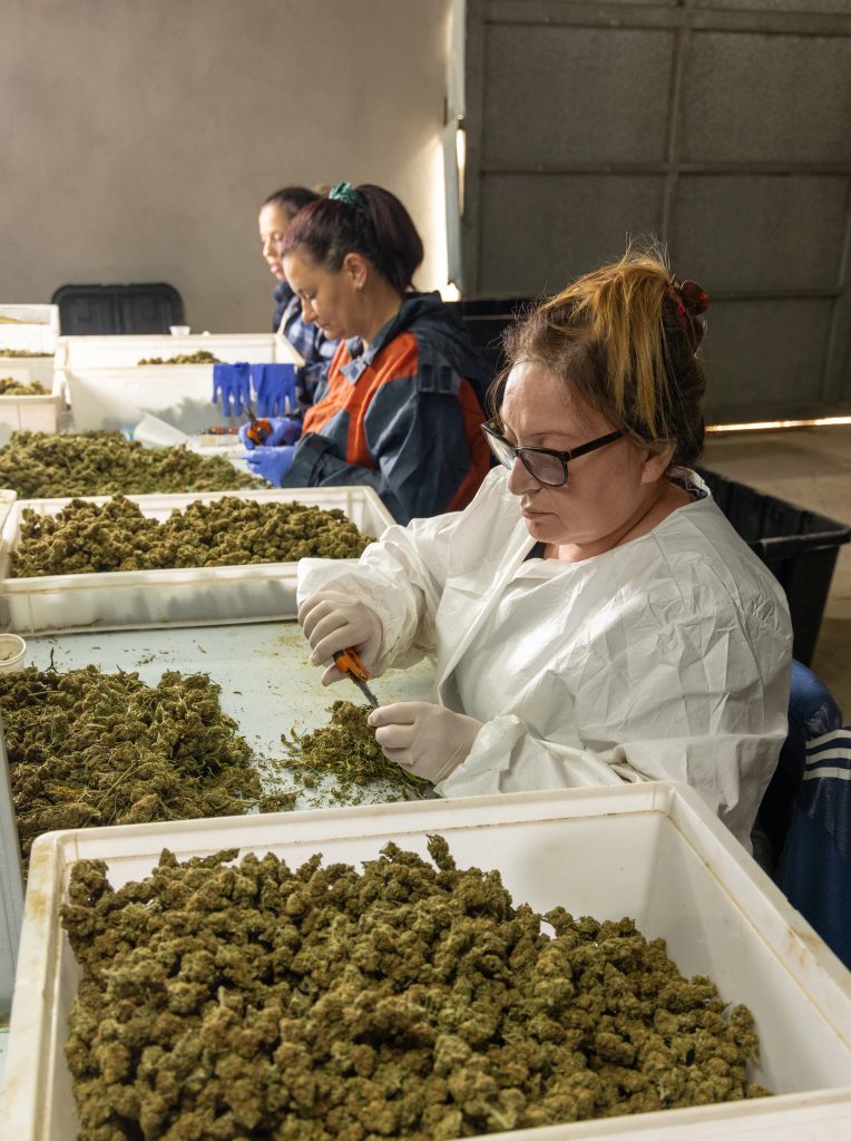 Mulher trabalhando em laboratório de cannabis, separando flores