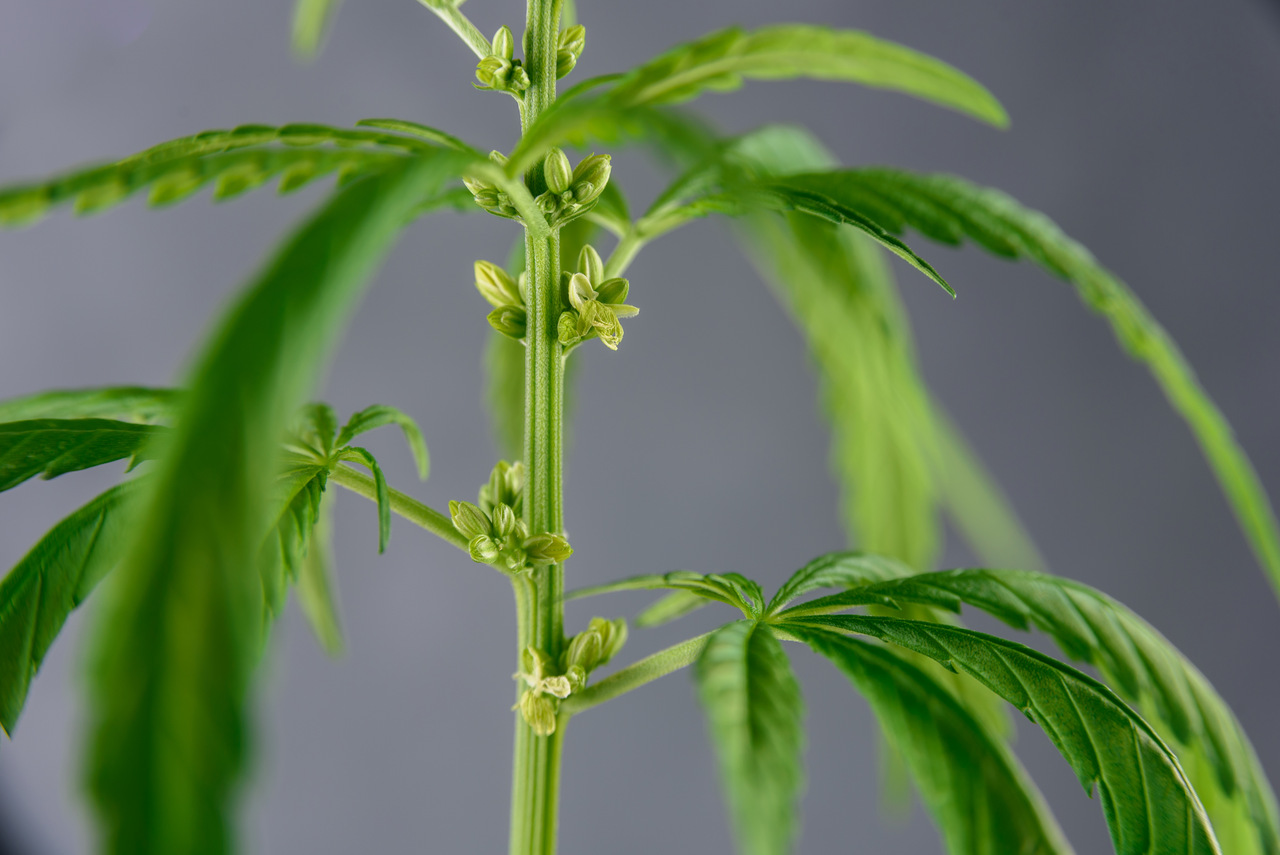 Caules de cannabis podem ser anti inflamatórias, segundo estudo