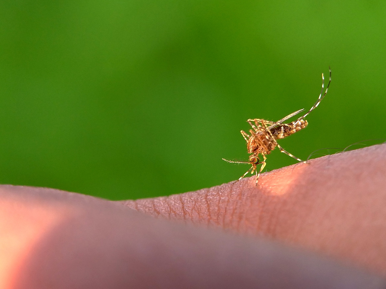Pode usar cannabis medicinal com dengue