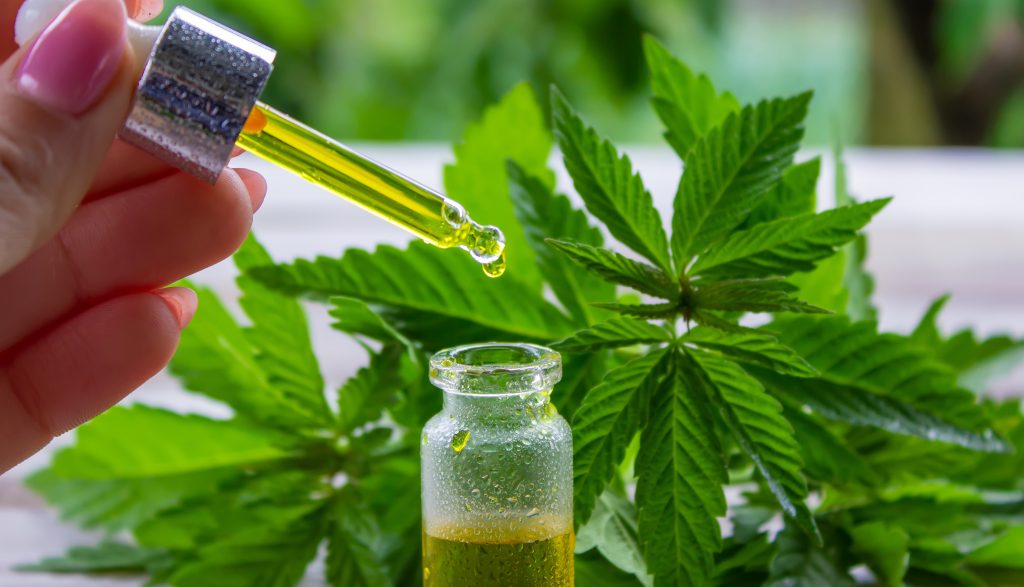 Cannabis medicinal nos cuidados paliativos oncológicos