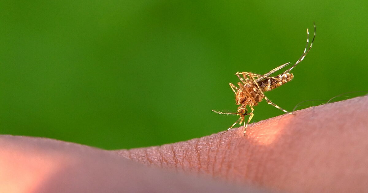 Pode usar cannabis medicinal com dengue?